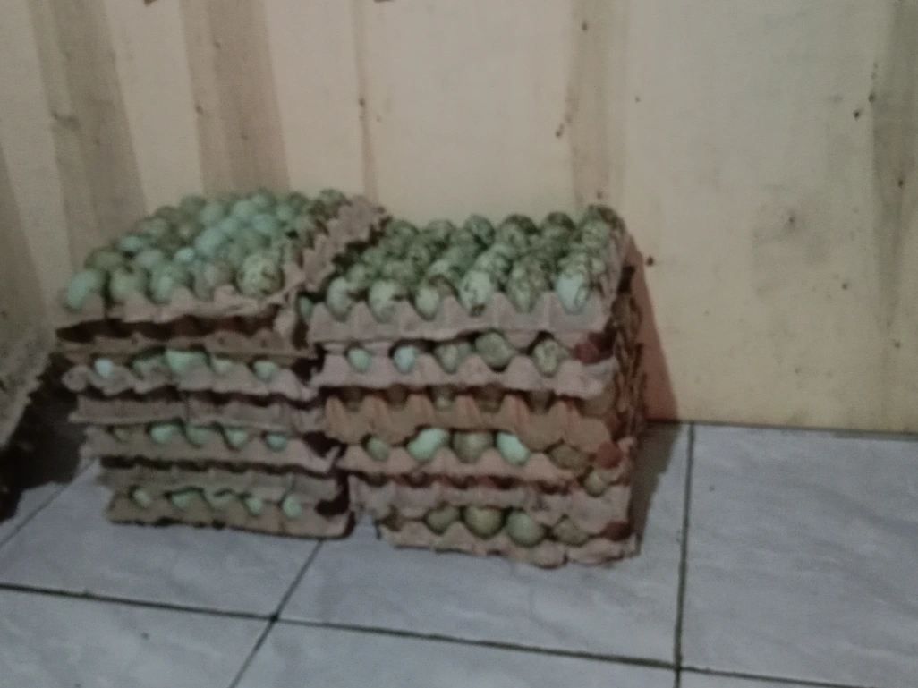 Ternak Bebek Laksana Jaya